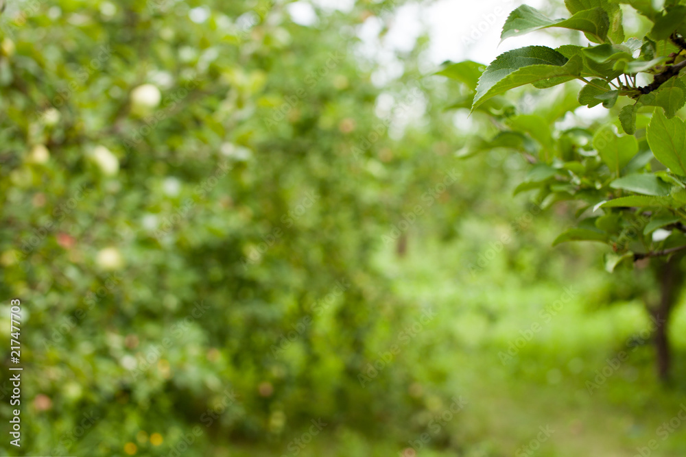 Background blurred Apple orchard in the morning Background blurred Apple orchard in the morning