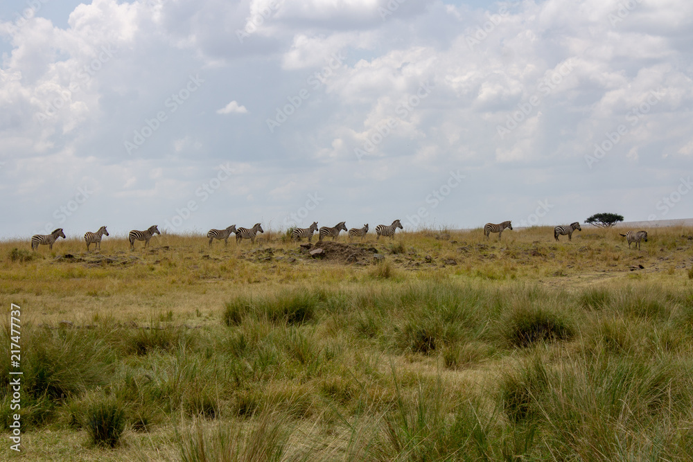Zebras at Masai Mara