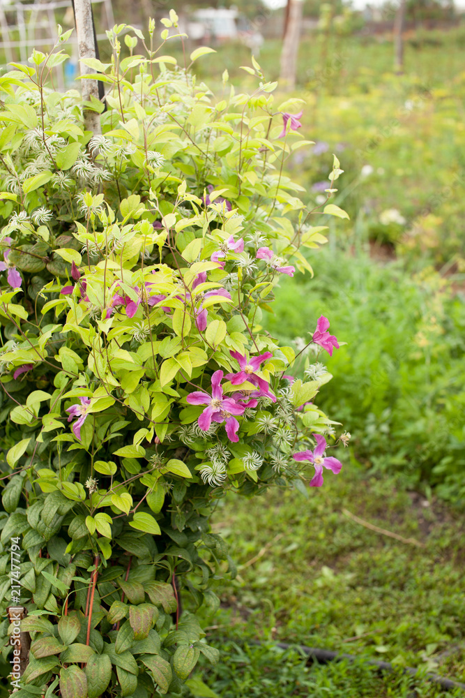 Clematis flowers in the garden. Cultivation.