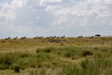 Zebras at Masai Mara