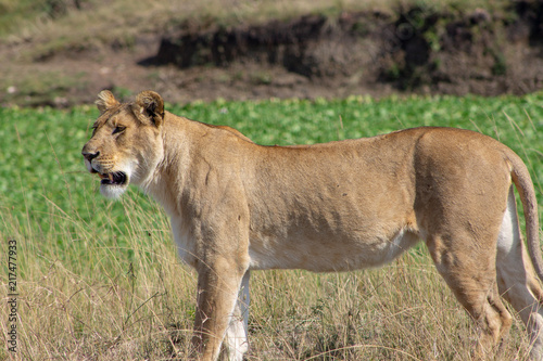 Lionesses