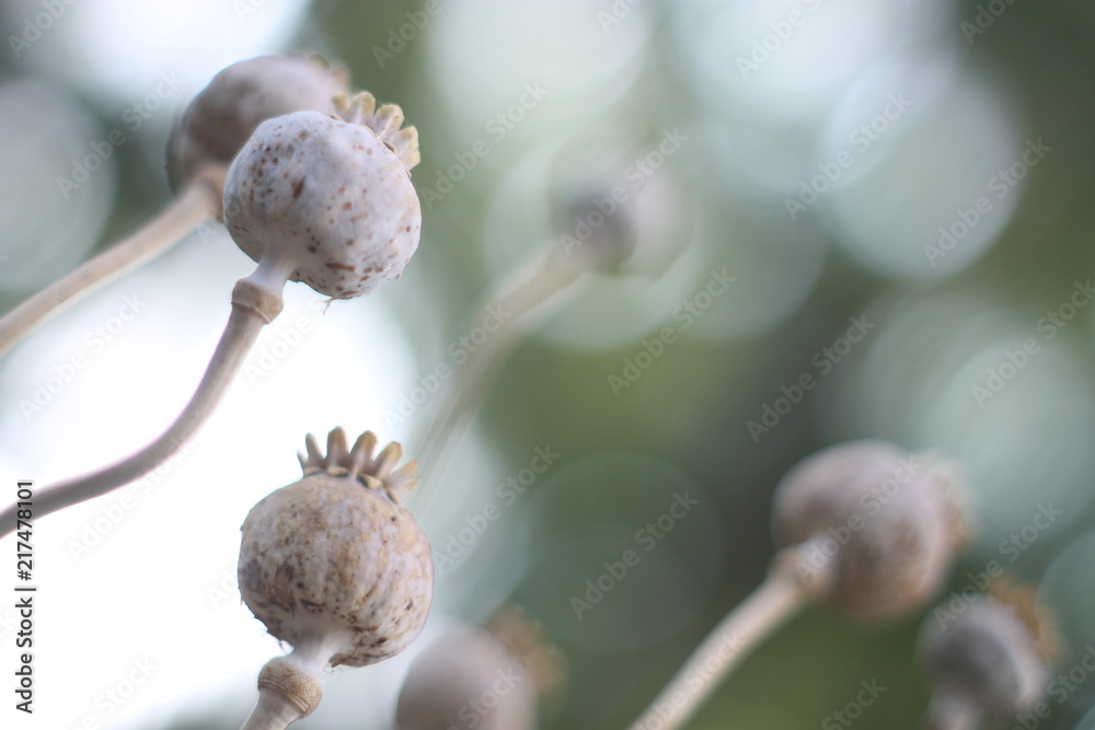 Poppy's reaching for the sky, post-flowering Poppy's reaching for the sky, post-flowering