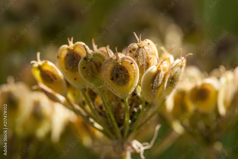 Heracleum lanatum - Seed Hearts Heracleum lanatum - Seed Hearts