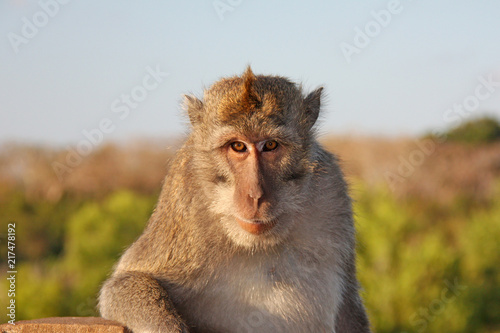 Monkey in uluwatu - Bali. Wildlife.