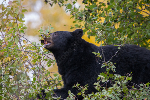 Black Bear