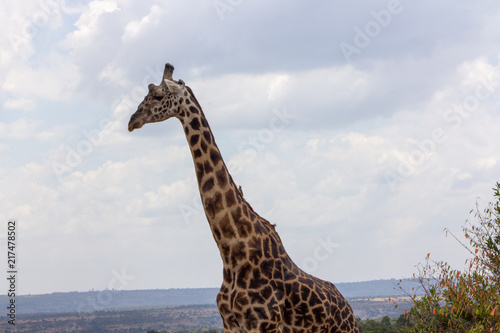 Canvas Print Giraffe Profile