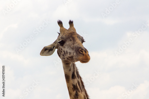 Giraffe Head © Ryan