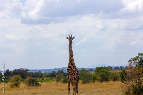 Giraffe With Landscape