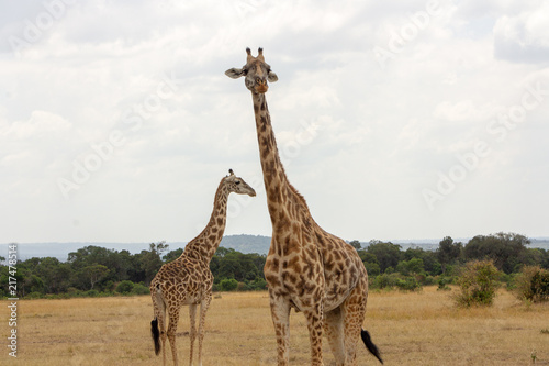 Canvas Print Two Giraffes