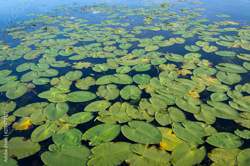 Green Lilly Pads in Blue Lake