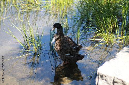 Canards photo