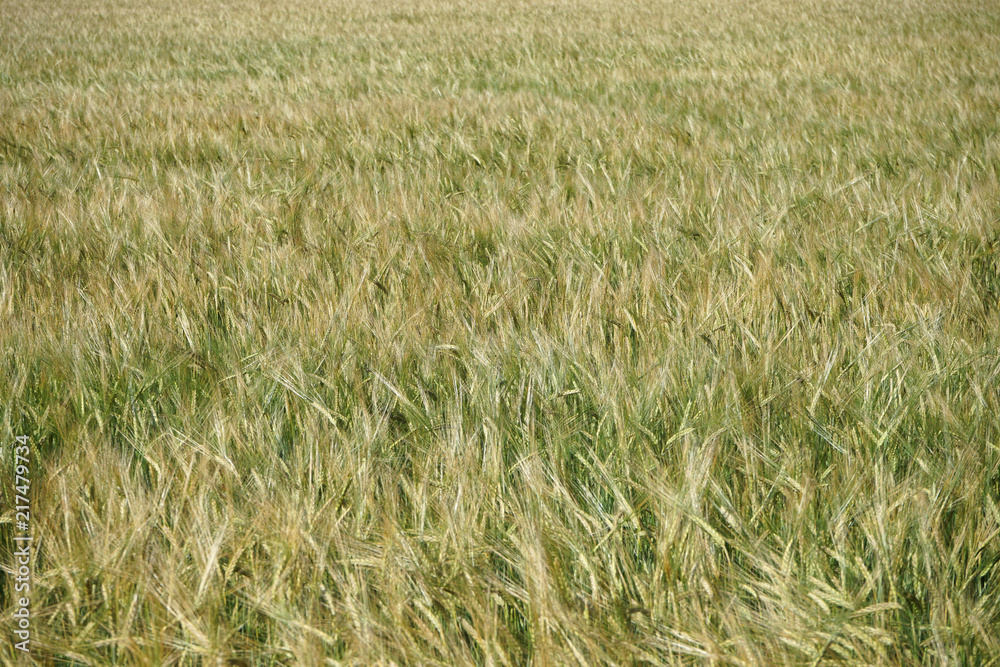Fototapeta premium Barley field in summer,