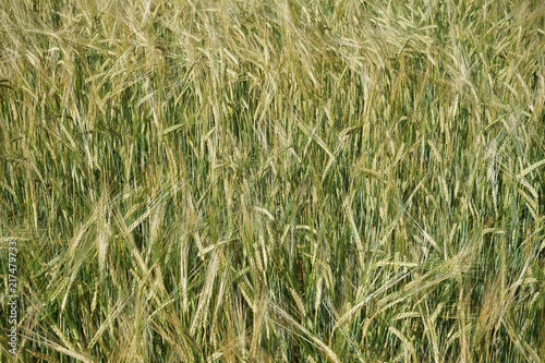 Barley field in summer, © oleksandr