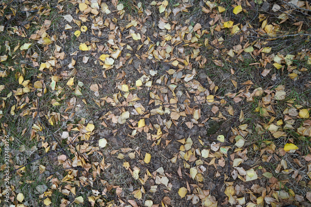 Dry leaves in summer forest. Dry leaves in summer forest.