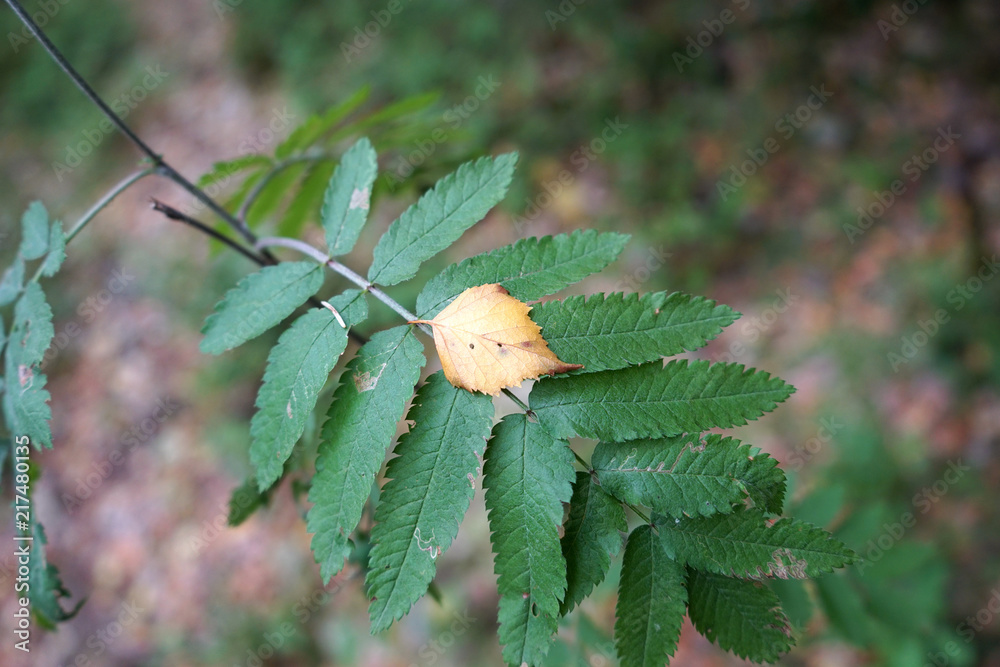 Yellow leave is liyng on green leave.