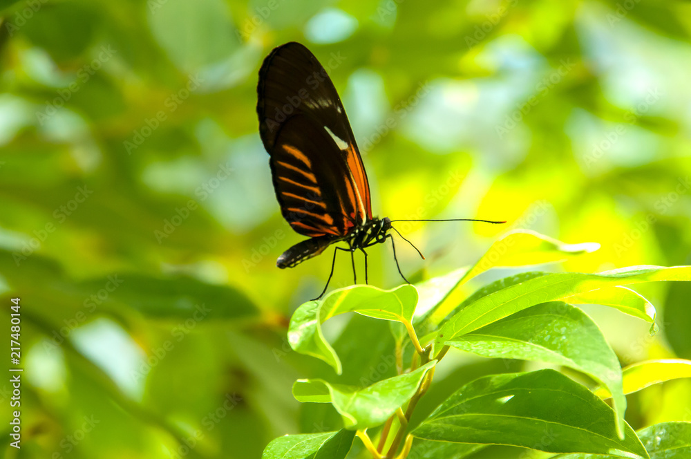 A beleza das cores e padrão de uma borboleta Stock Photo | Adobe Stock