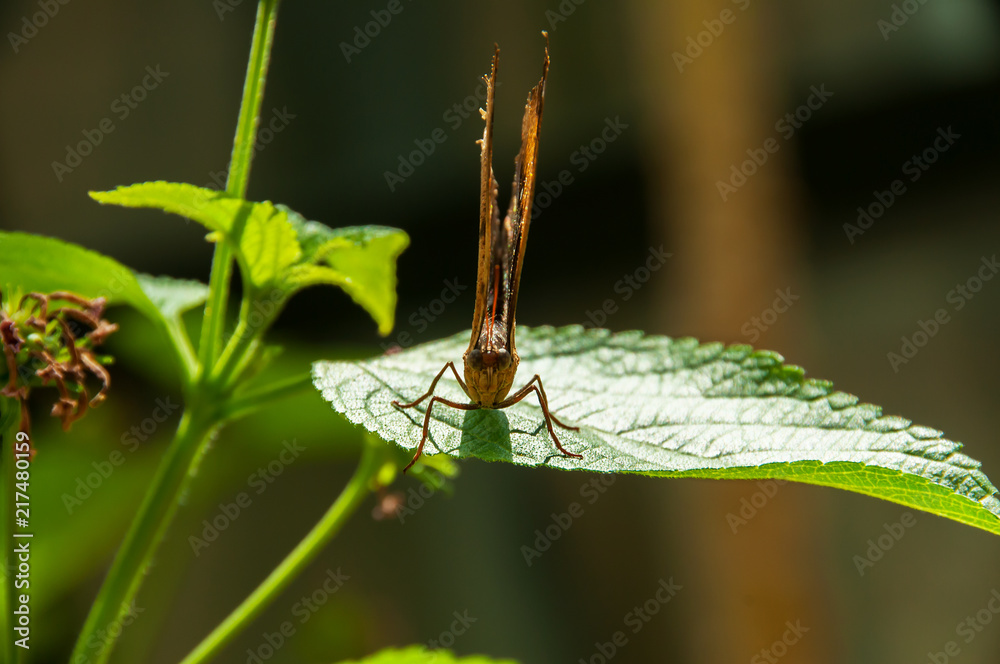 Obraz premium A beleza das cores e padrão de uma borboleta Kallima Inachus