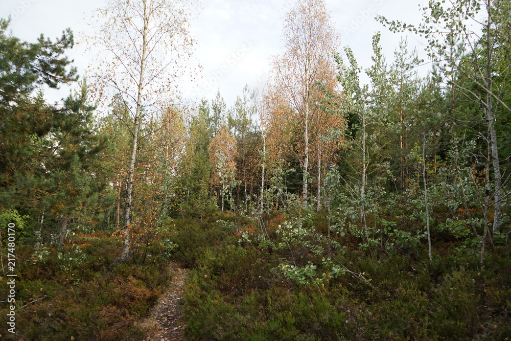 Drought in forest during summer. Drought in forest during summer.