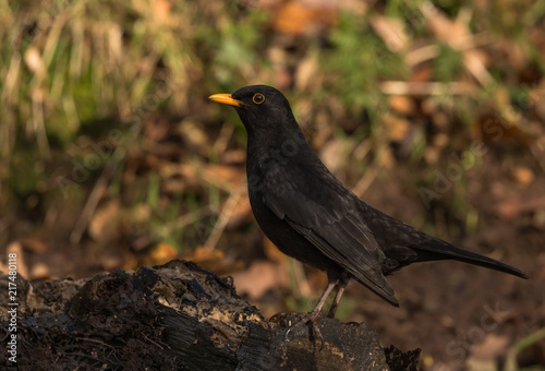 Blackbird out for food