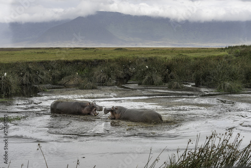 Hippo in Tanzani Ngorongoro Crater