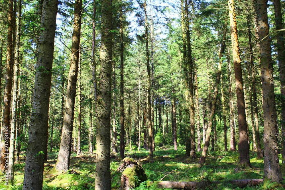 Fototapeta premium Nature Woodland Landscape Background