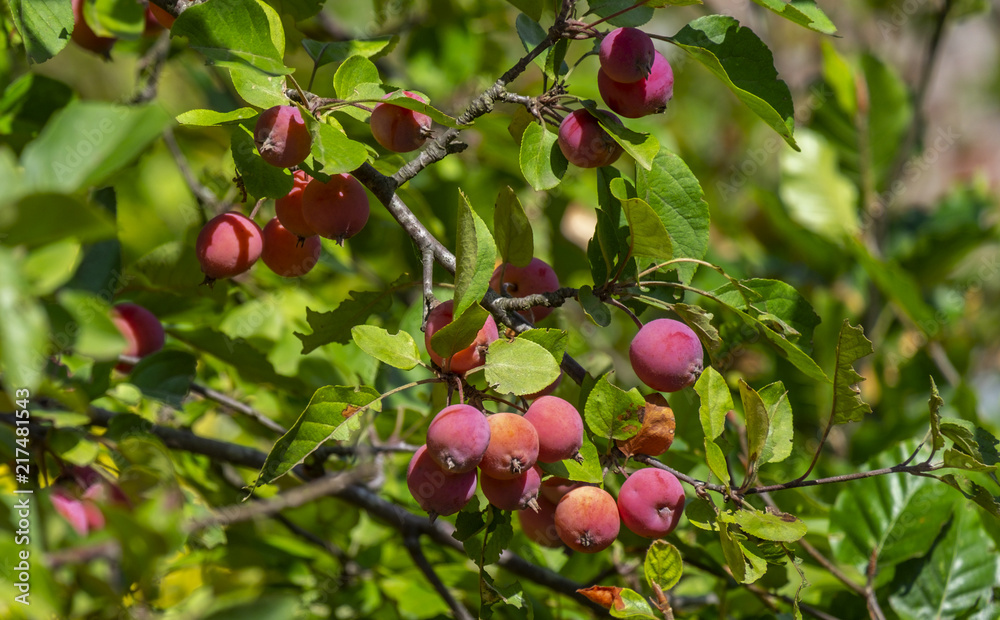 Zierapfel (Malus spec.), Früchte Zierapfel (Malus spec.), Früchte
