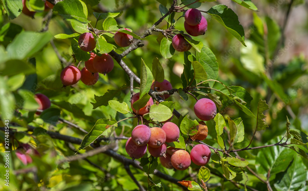 Zierapfel (Malus spec.), Früchte