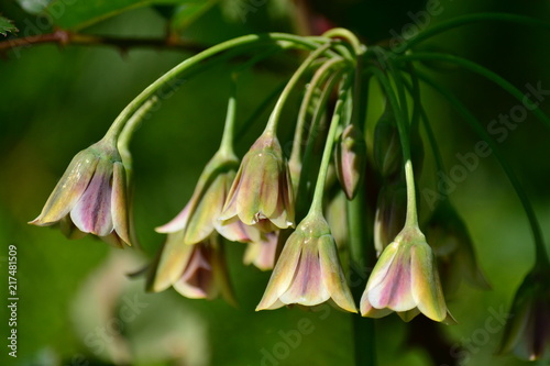 Honey garlic (Allium siculum) in the morning