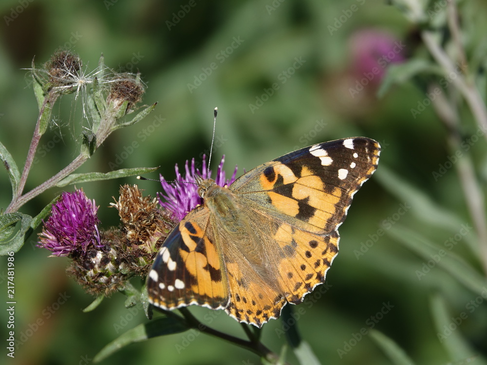 Fototapeta premium Painted lady butterfly (Vanessa cardui)