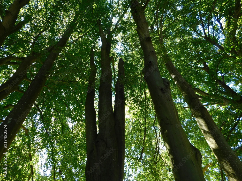 Fototapeta premium Up in the trees