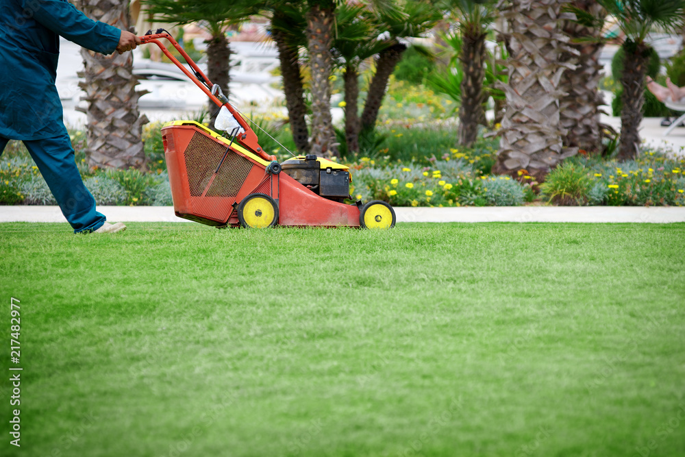 Fototapeta premium Lawn mower mows grass on green lawn.