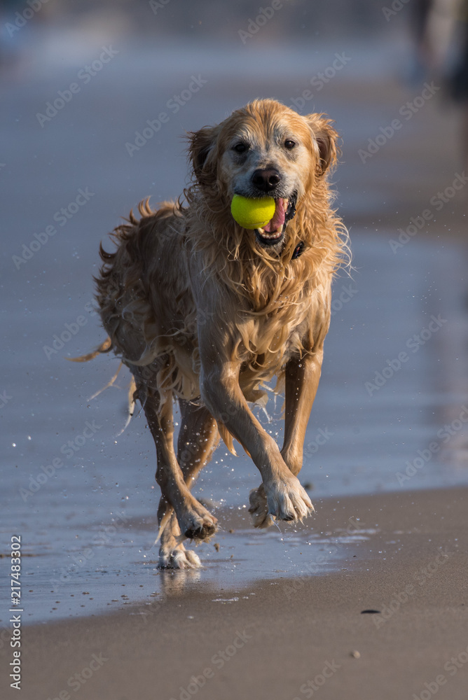 Excited Golden Retriever runnings along beach shoreline with fetched tennis ball in mouth. Excited Golden Retriever runnings along beach shoreline with fetched tennis ball in mouth.