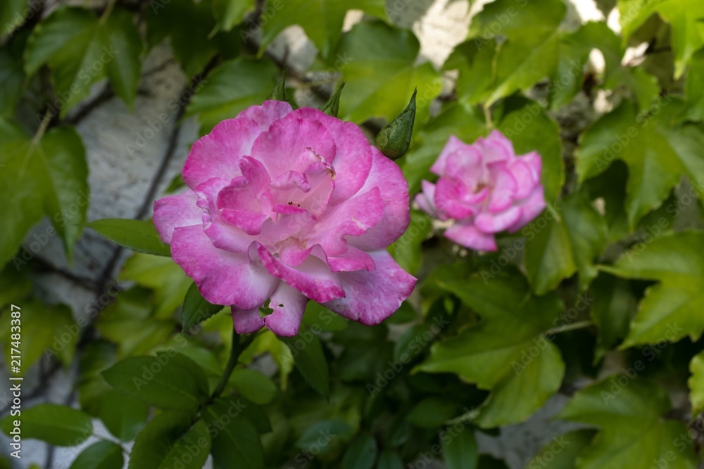 Garden Summer Flowers Rose