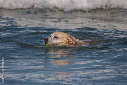 Youthful Golden Retriever dog swimming back to shore with fetched tennis ball among the waves.