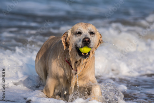 Dripping wet Golden Retriever emerging from shallow ocean water with fetched tennis ball firmly in mouth.