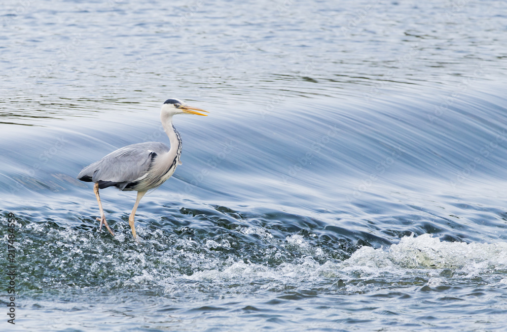 grey heron on river