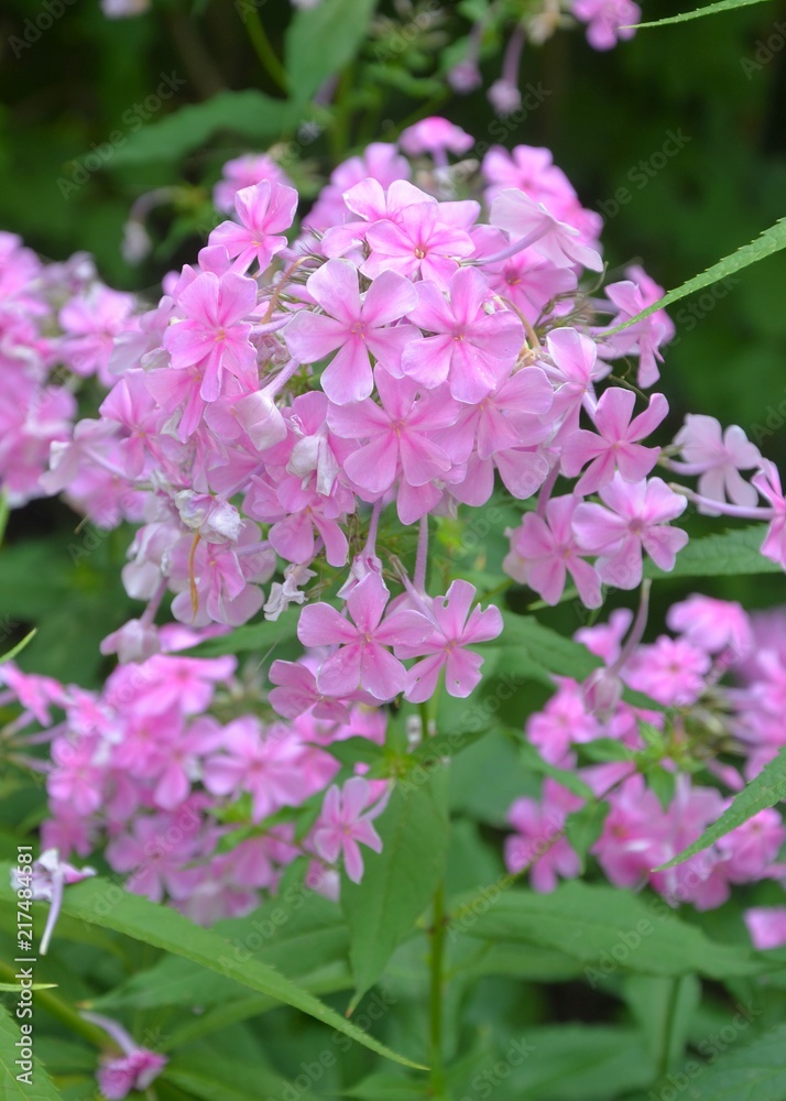 Fototapeta premium Rosa Phlox blüht in der Natur - Sommergarten