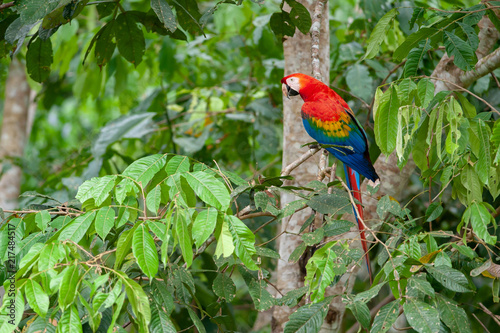 Scarlet Macaw (Ara macao) sitting on a tree in Tambopata National Reserve, Peru