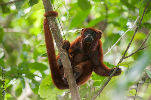 Red Howler Monkey (Alouatta seniculus) in Tambopata National Reserve, Peru