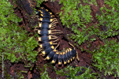 Fotótapéta Flat-backed millipede (Polydesmida) in Tambopata National Reserve, Peru