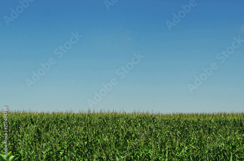 field with green vegetation against the cloudy blue sky