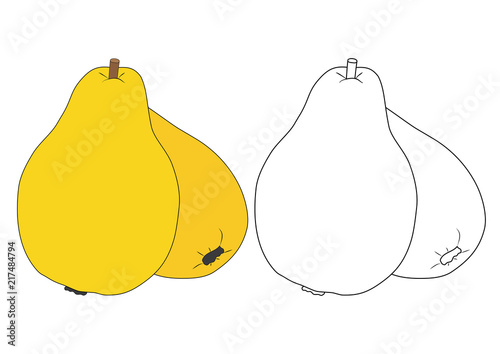 Quince, coloring book. Vector illustration