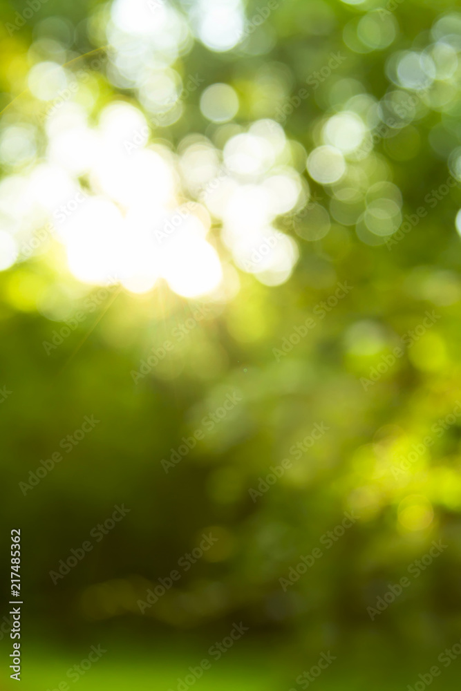 abstract green forest in a sunrise bokeh background.