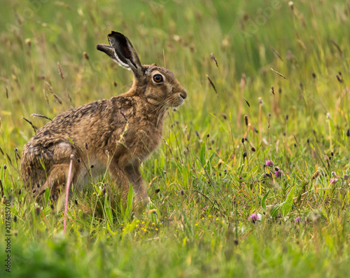 hare in field © Frank Eccles