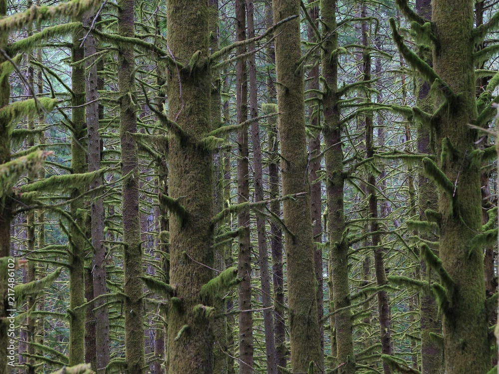 Obraz premium Forest