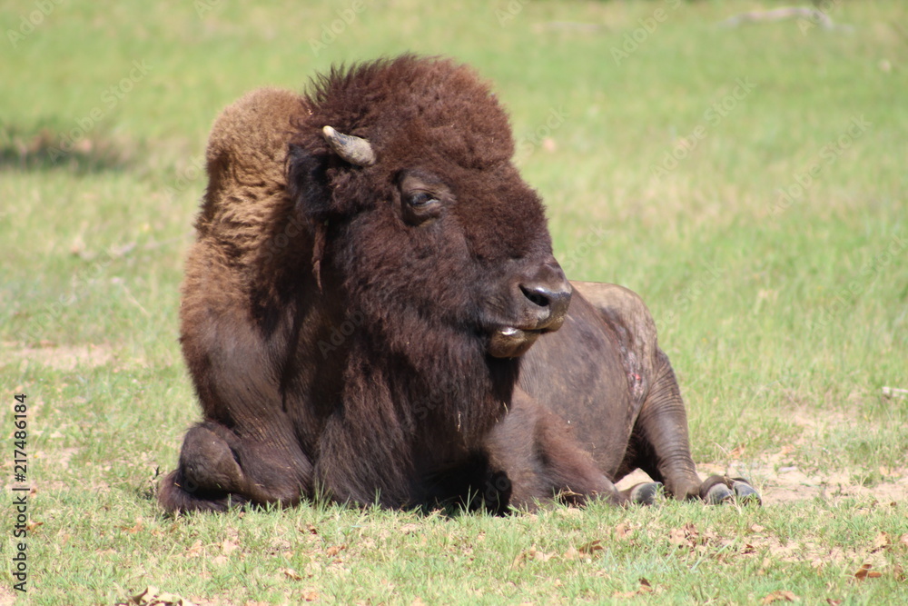 majestic american bison resting in grass