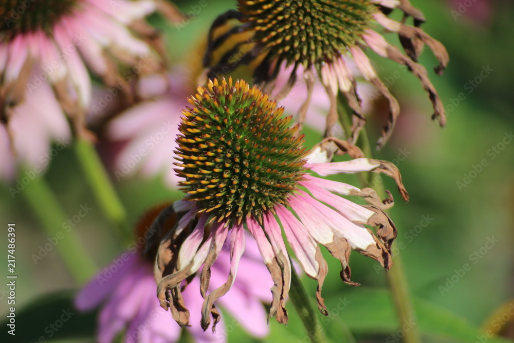 Echinacea Purpurea or eastern purple coneflower in the garden with purple flowers and lot of insects like bees and butterflies. Echinacea Purpurea or eastern purple coneflower in the garden with purple flowers and lot of insects like bees and butterflies.