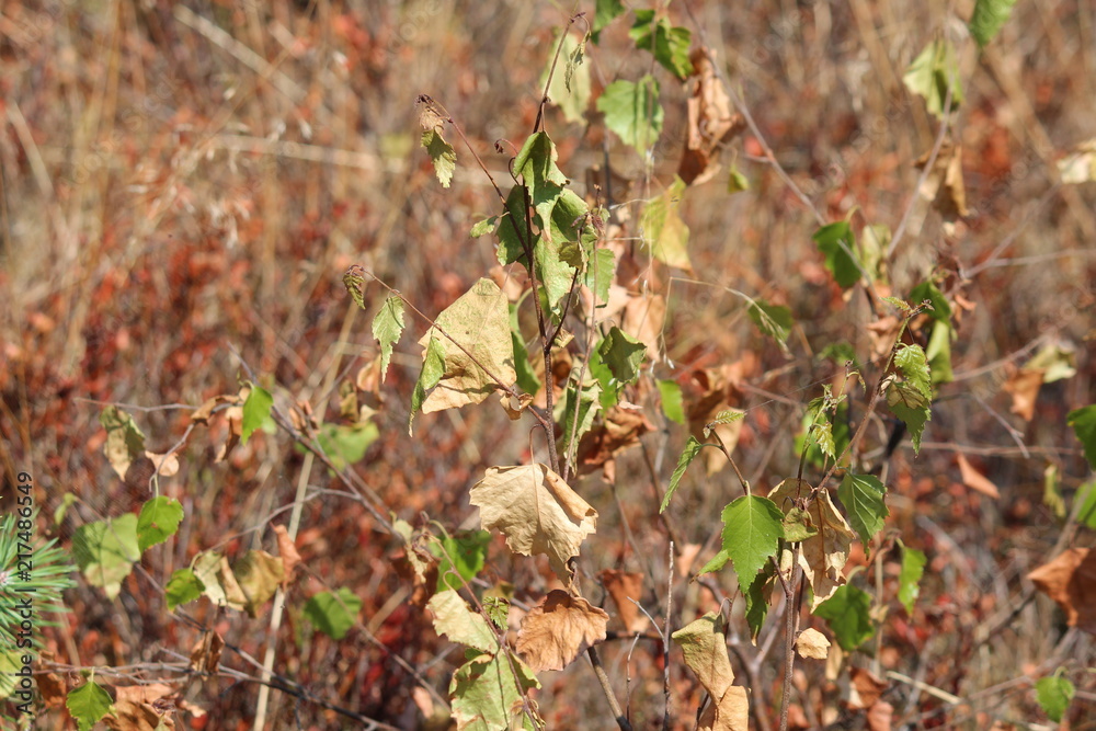 Brown leaves and needles in the summer due to dryness in the Netherlands on the veluwe Brown leaves and needles in the summer due to dryness in the Netherlands on the veluwe