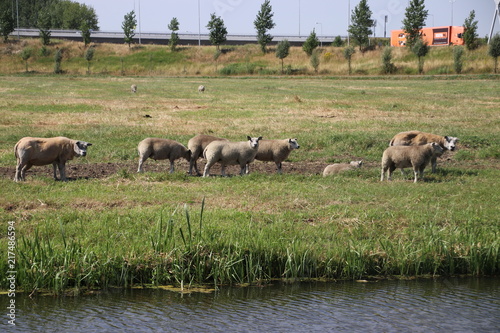 Sheeps in the meadows of the Zuidplaspolder in Zevenhuizen, the Netherlands.