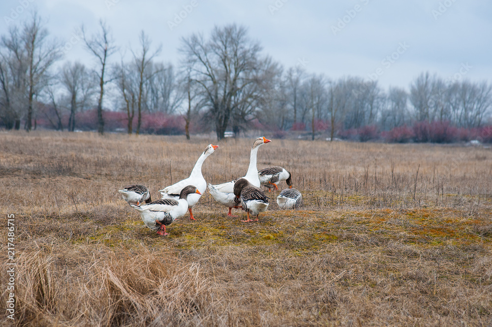 Obraz premium Goose by the river